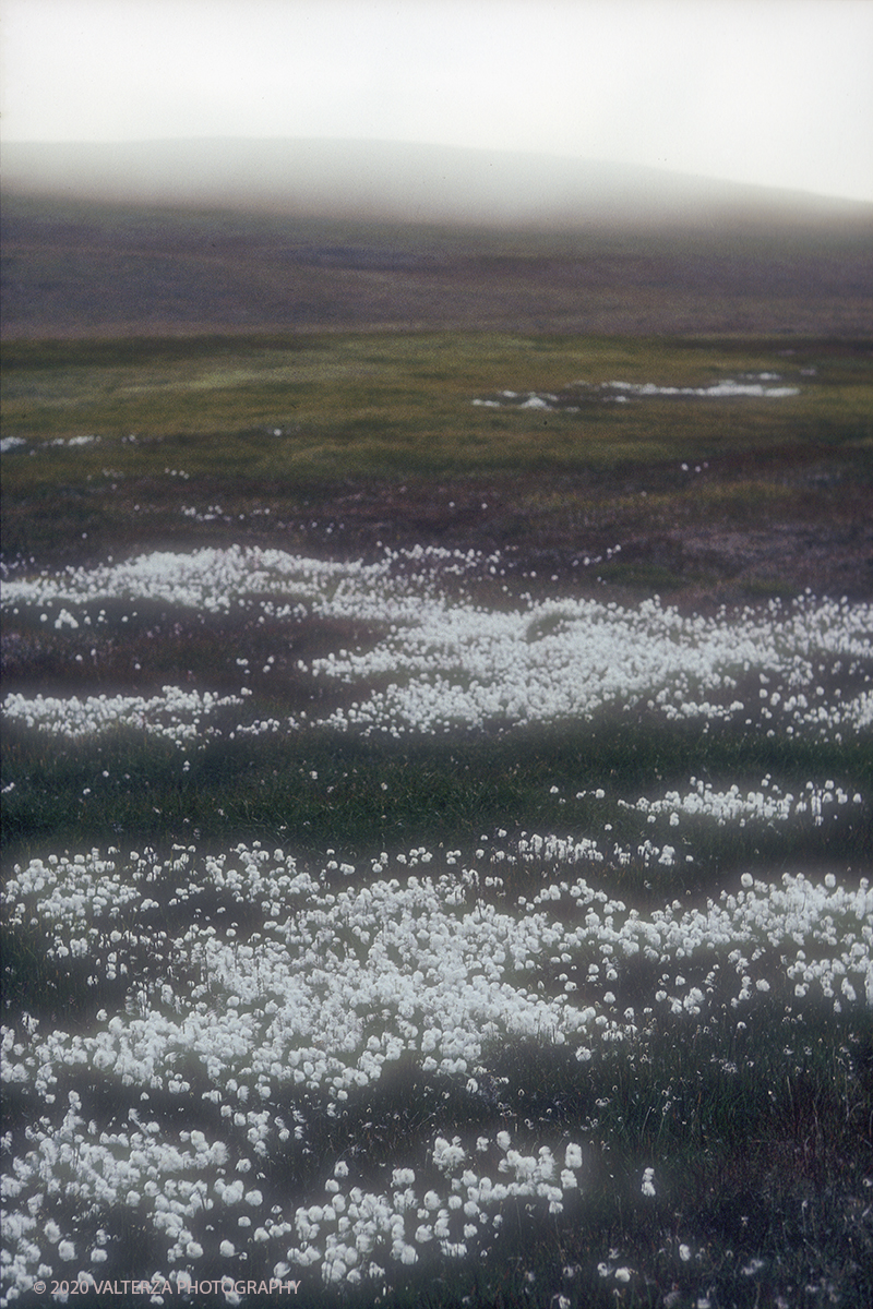 82 SIBERIA.jpg - Luglio/Agosto 1992. Siberia, terra dei Chukchi. Nell'oceano artico  125 Km a nord-est della penisola dei Chukchi (Siberia) c'Ã¨ l'isola di Wrangel, essa ospita piÃ¹ del doppio di specie vegetali (417) di qualsiasi territorio artico a paritÃ  di superficie nonchÃ¨ 30 specie diverse di uccelli oltre ad orsi polari, foche e trichechi ; per questo motivo   Ã¨ stata proclamata patrimonio dell'umanitÃ  dall'UNESCO. Nella foto la tundra all'interno dell'isola di Wrangel con una ricca fioritura di eriofori (eriophorum scheuchzeri)